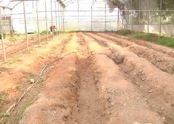 Casa de Cultivo de Industrias Diana reactiva producción agrícola para consumo interno del comedor de su personal