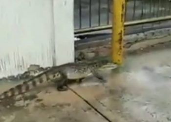 Zulia: Graban a un cocodrilo en una calle de Maracaibo (+ Video)