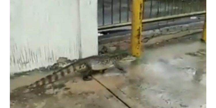 Zulia: Graban a un cocodrilo en una calle de Maracaibo (+ Video)