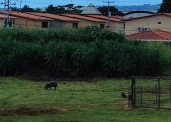 Barinas:  Vecinos de Alto Barinas Norte denuncian una cochinera en zona urbanística
