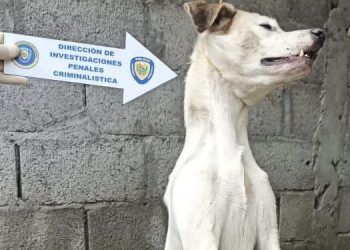 Mérida: Hombre será imputado  por el Ministerio Público por ahorcar a un perro