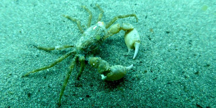 Enigmático cangrejo hallado en la Antártica: ¿una nueva especie invasora en el Continente Blanco?
