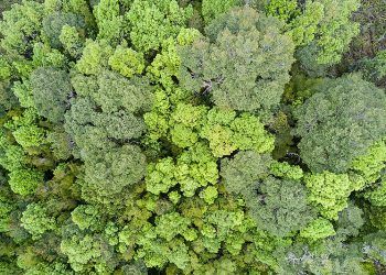 Bosques del sur de Chile y sus suelos: campeones mundiales en almacenamiento de carbono