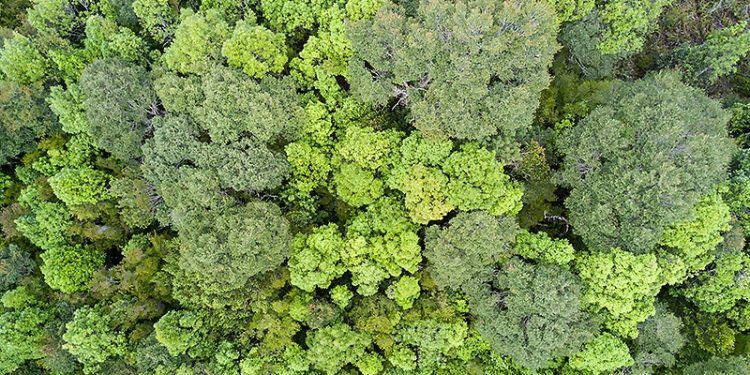 Bosques del sur de Chile y sus suelos: campeones mundiales en almacenamiento de carbono