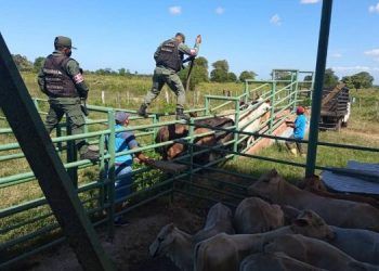 Zulia: Amarraron a seis adultos y tres niños en una finca para cometer robo de ganado