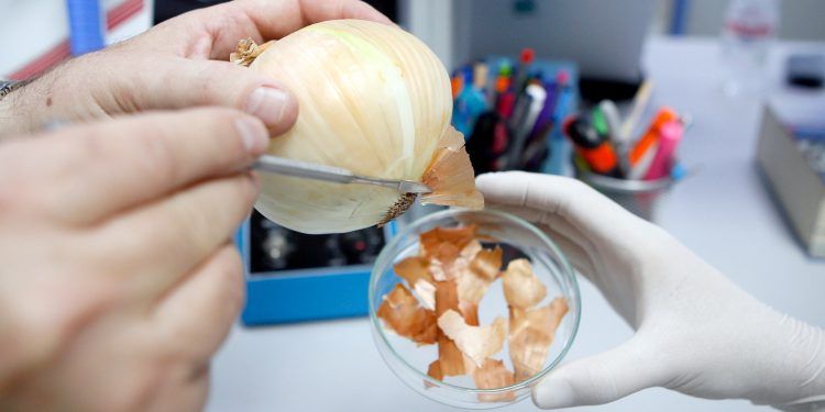 Chilenos descubren en la cáscara de la cebolla el más potente antioxidante conocido hasta ahora