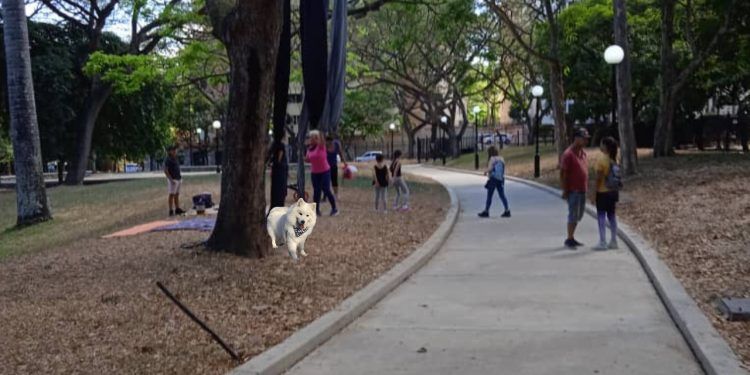 Carabobo: Lacava aplicará Ley que prohibe dejar excrementos de mascotas en lugares de esparcimiento