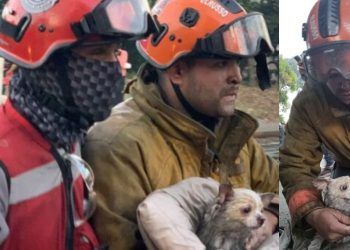 Bomberos de Caracas cumplieron magistral labor rescatando 11 víctimas y una mascota en incendio de Bello Monte
