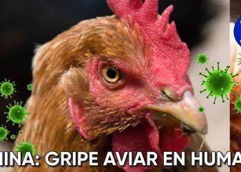 China: Reportan el primer caso de Gripe Aviar H3N8 en humanos