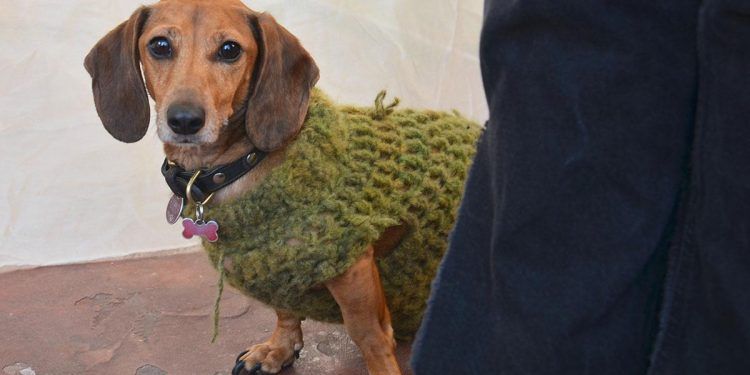 Mascotas: ¿Cómo cuidar a nuestros perros y gatos durante el invierno?