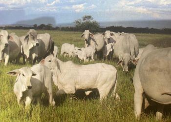 Apure: Denuncian productores agropecuarios del sector fraude con títulos supletorios