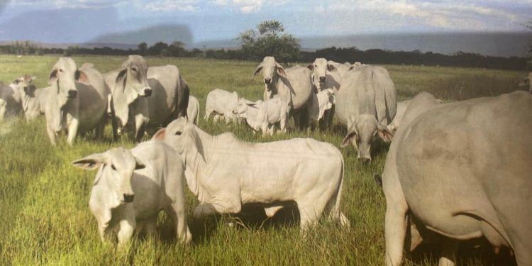 Apure: Denuncian productores agropecuarios del sector fraude con títulos supletorios