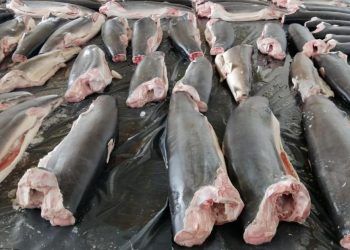 Investigadores de la U. de Chile detectan presencia de carne de tiburón en comercio de Albacora