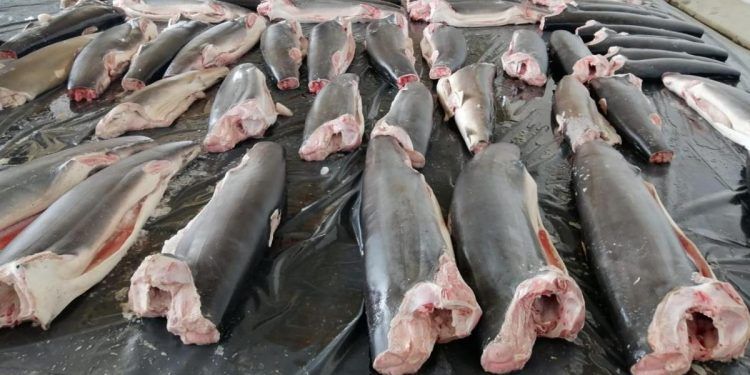 Investigadores de la U. de Chile detectan presencia de carne de tiburón en comercio de Albacora