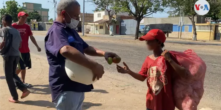 “El mango calma el hambre”: llegó la temporada de la fruta salvavidas en Venezuela (+ Video)