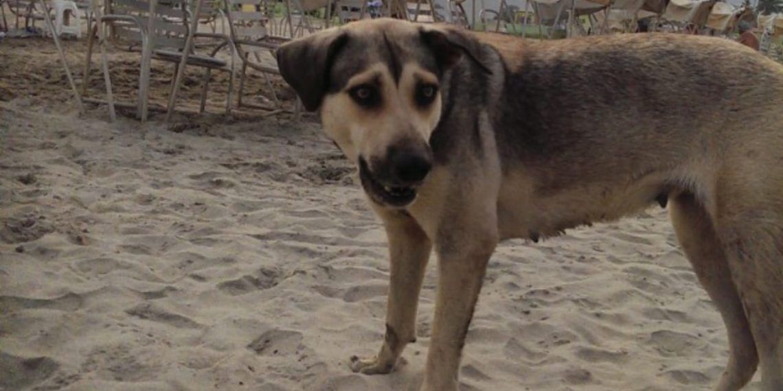27 de julio: Día Internacional del perro callejero