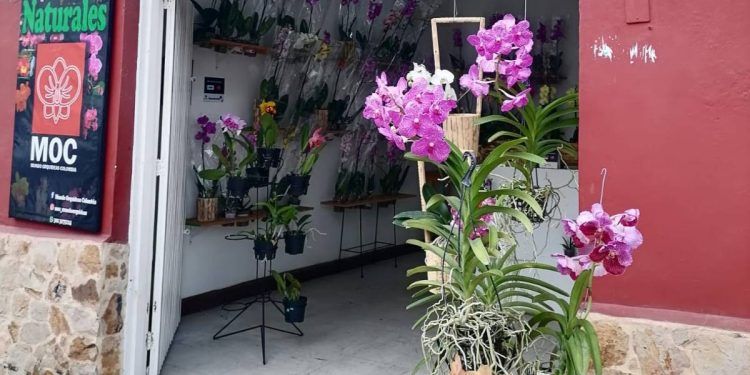 Orgullo Venezolano: Mundo Orquídeas Colombia, un emprendimiento venezolano que adorna con nuestra flor nacional a Cali