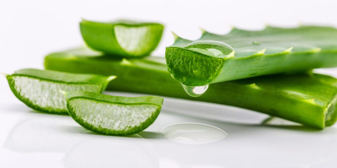 ¿Qué es el líquido amarillo que sale de la sábila o aloe vera? Ten cuidado porque puede ser tóxico