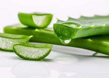 ¿Qué es el líquido amarillo que sale de la sábila o aloe vera? Ten cuidado porque puede ser tóxico
