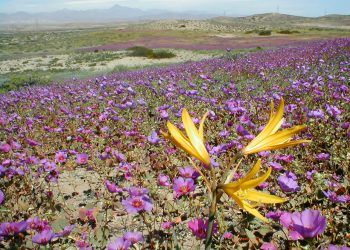 Chile: Desierto Florido revive tras años de sequía; multiples especies endémicas embellecen Atacama
