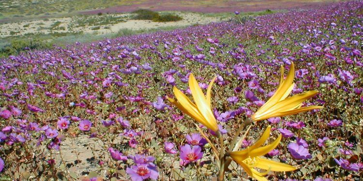 Chile: Desierto Florido revive tras años de sequía; multiples especies endémicas embellecen Atacama