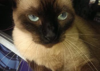 Mes de los gatos: ¿Qué les pasa a los felinos en agosto?