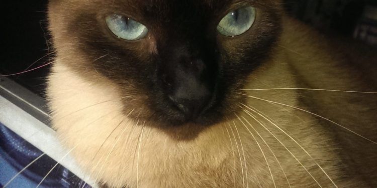 Mes de los gatos: ¿Qué les pasa a los felinos en agosto?