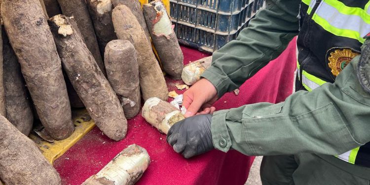 Mérida: Descubren más de 77 kilogramos de drogas ocultos en el interior de tubérculos de yuca