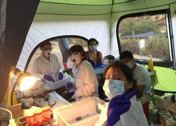 Mal de Chagas: Estudios plantean que insecto transmisor de la enfermedad podría ampliar su hábitat por el cambio climático