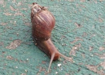 Carabobo: Reportan aparición de caracoles africanos en zonas de Puerto Cabello