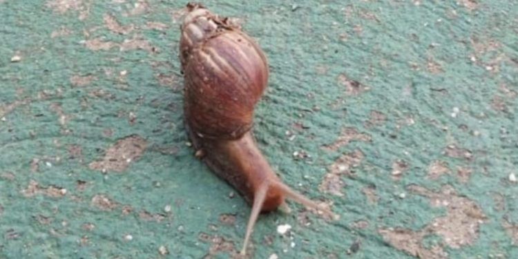 Carabobo: Reportan aparición de caracoles africanos en zonas de Puerto Cabello