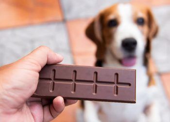 Así afecta el consumo de chocolates a las mascotas