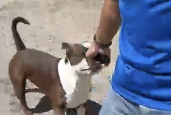 MP investigará a hombre que apuntó con un arma de fuego a un ciudadano y a su menor hija