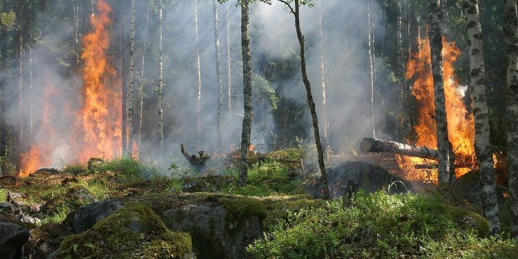 Chile: Las otras víctimas de los incendios forestales son los pequeños roedores, anfibios y reptiles nativos