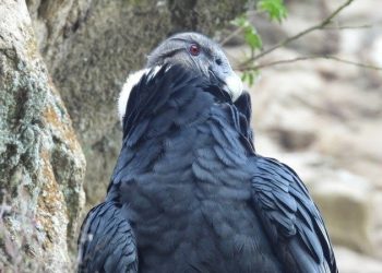 El cóndor andino se encuentra en grave peligro de extinción