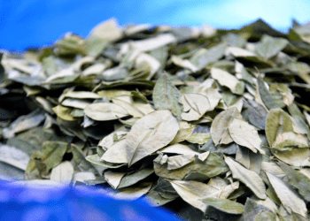 ARCHIVO - Hojas de coca a la venta en un mercado durante la reapertura del mercado de coca de la Asociación Departamental de Productores de Coca, en La Paz, Bolivia. en octubre de 2022.