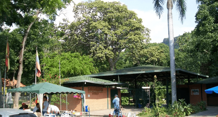 Aragua: Caida de árbol en el zoológico de Maracay arrojó un fallecido y cinco lesionados