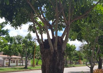 Lara: Exhortan a no realizar podas y talas de árboles sin permiso