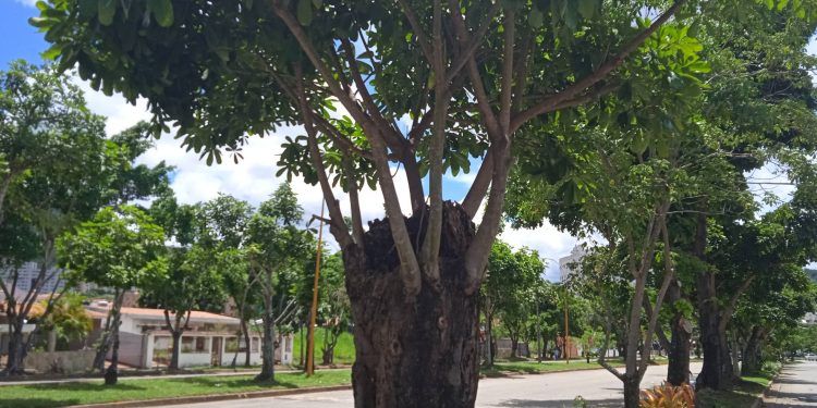 Lara: Exhortan a no realizar podas y talas de árboles sin permiso