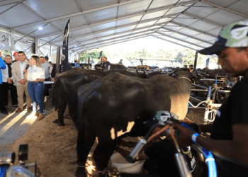 Gobierno aprobó plan para exportar carne de búfalo