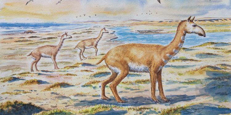 Chile: Identifican enigmática nueva especie de mamífero similar a los guanacos que vivió hace 7 millones de años en la región
