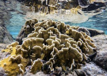 Coral Exótico invade ecosistema de aguas venezolanas, su acción es letal para el hábitat marino
