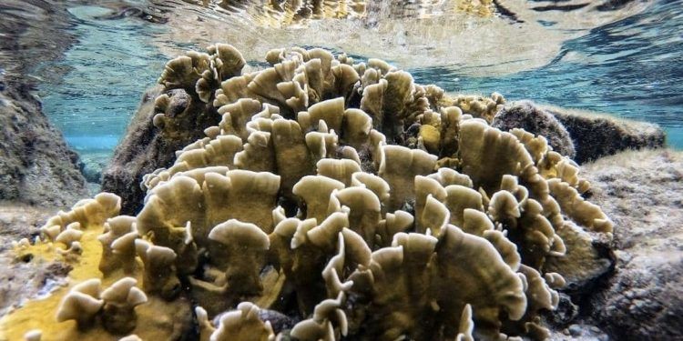 Coral Exótico invade ecosistema de aguas venezolanas, su acción es letal para el hábitat marino