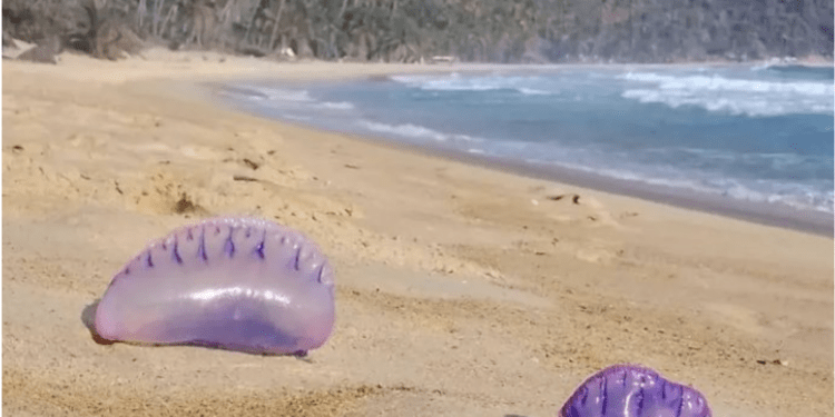 Minec alerta a bañistas sobre presencia de «Agua Mala» en playas del centro del país