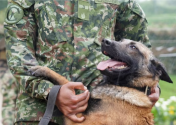Sigue la búsqueda de Wilson, el perro que fue clave en encontrar a los niños en la selva de Colombia (+ Video)