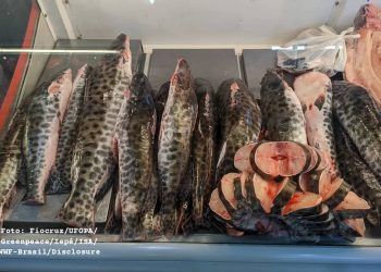 Brasil: Pescado consumido por la población en 6 estados de la Amazonía tiene contaminación por mercurio