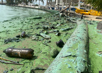 Desechos plásticos recubiertos de petroleo yacen en una orilla también poblada del llamado verdín, en el Lago de Maracaibo, Venezuela, en esta foto tomada el pasado 4 de julio de 2023.
