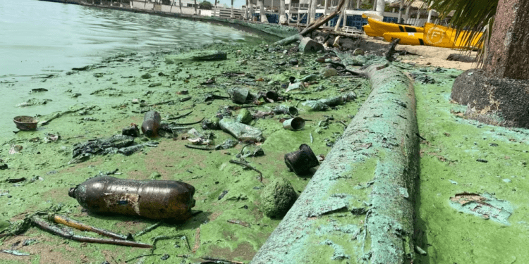 Desechos plásticos recubiertos de petroleo yacen en una orilla también poblada del llamado verdín, en el Lago de Maracaibo, Venezuela, en esta foto tomada el pasado 4 de julio de 2023.
