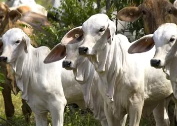 Táchira: Ganaderos denuncian sobre incremento de contrabando de leche desde Colombia