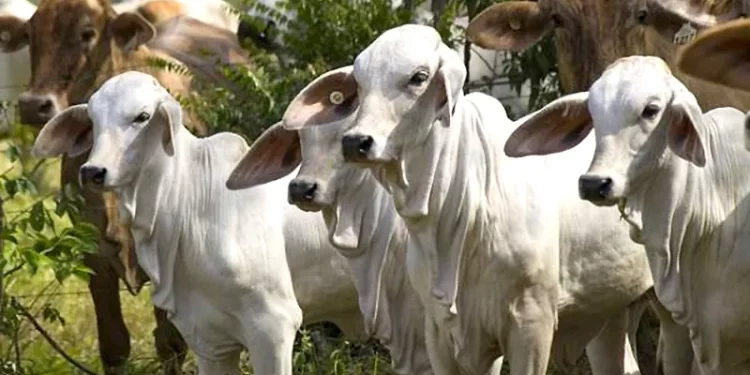Táchira: Ganaderos denuncian sobre incremento de contrabando de leche desde Colombia